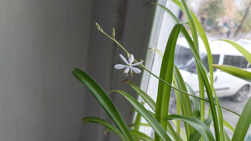 Хлорофітум та каланхое (підлітки)