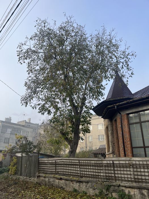 Горіх дерево зрізати