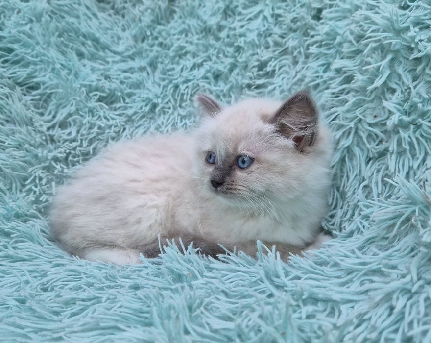 Kotki Ragdoll     .