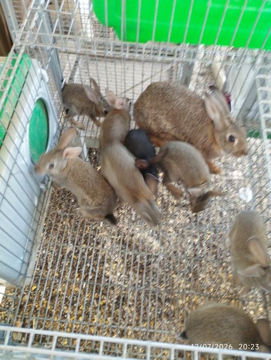 Coelhos cinzentos