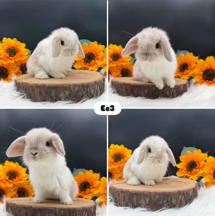 Króliki Mini Lop