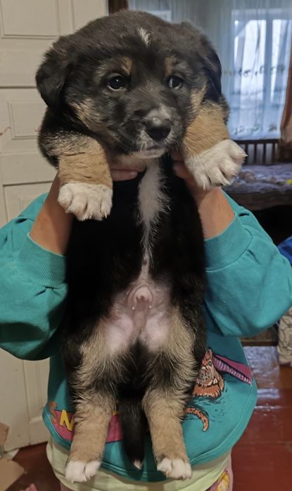 Цуценя шукає сім'ю