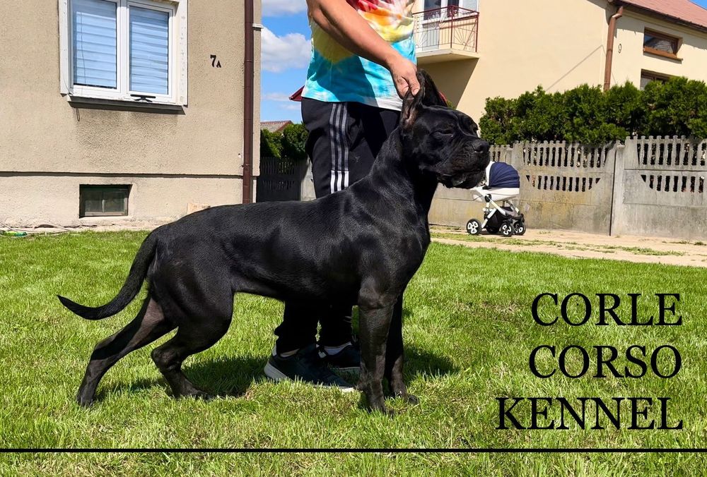 Cane Corso Mocny Pies