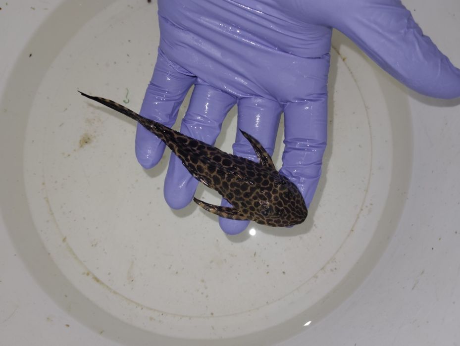 Plecos leopardo 15/16 cm