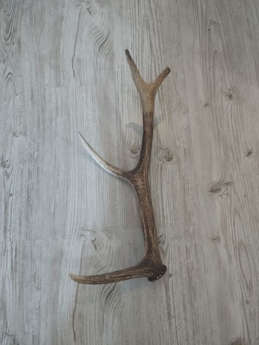 Poroże naturalne