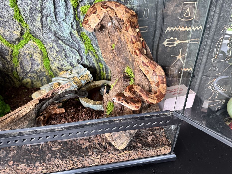 Sprzedam piękne terrariu exo terra z mieszkańcem