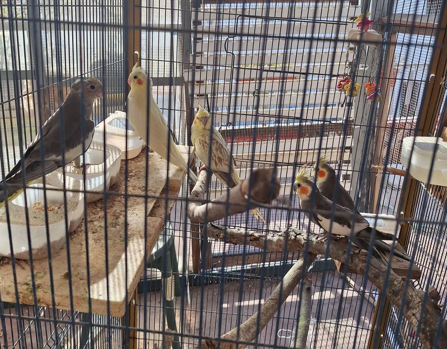 Caturras para venda