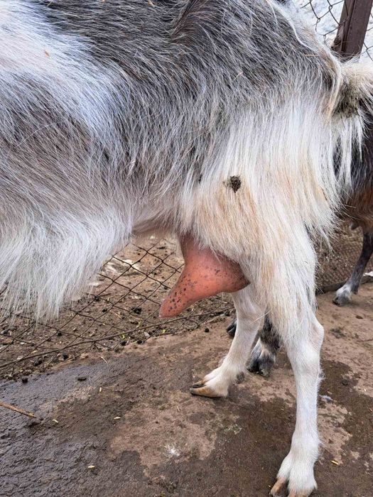 Продаю дойни Кози