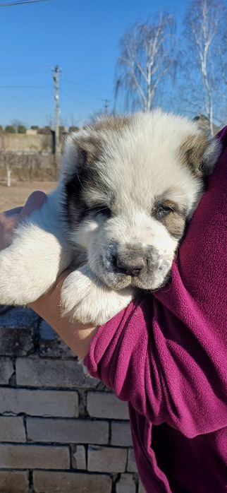 Розплідник Алі Джад пропонує цуценят САВ.Цуценята народилися 19.01.26