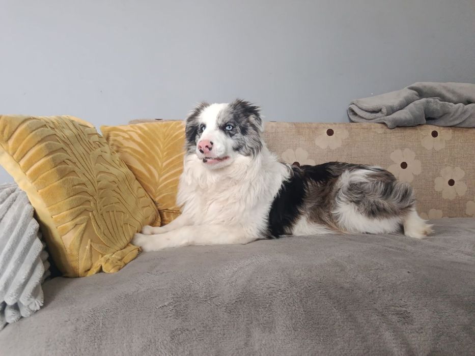 Хлопчики, дівчинка бордер коллі. Цуцики бордер коллі