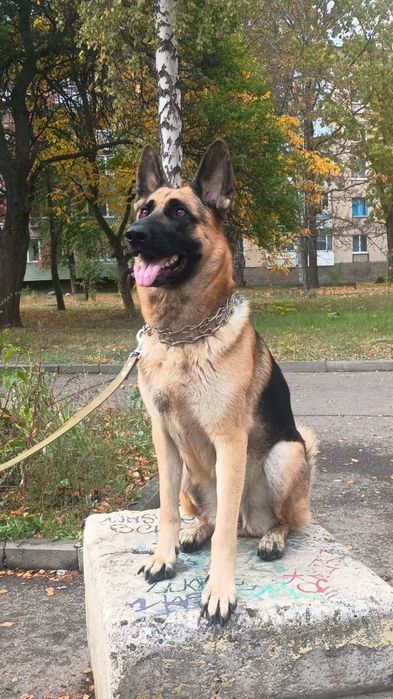 Продам Восточно европейскую овчарку срочно