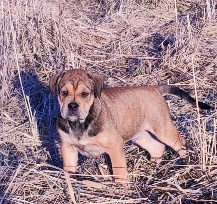 dog z Majorki/ ca de bou,  dogo mallorqiun