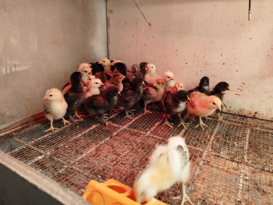 Ovos galados  Galinha Pata Muda, Pintos  Frangos Galos Galinhas Patos