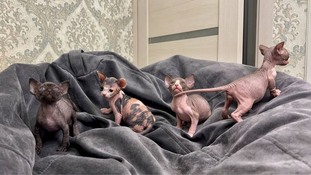 Канадські сфінкси бронь