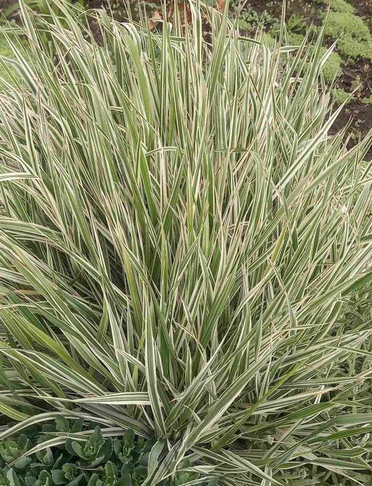 Фаляріс. Декоративна трава 2 види