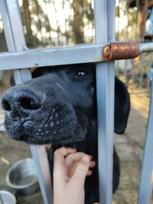 Młoda suczka Luna szuka domu