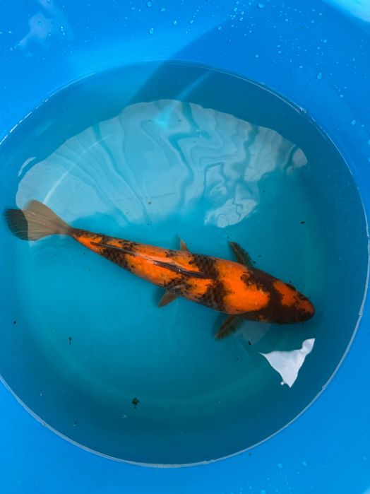 Carpa Koi HI UTSURI 28cm Japonesa