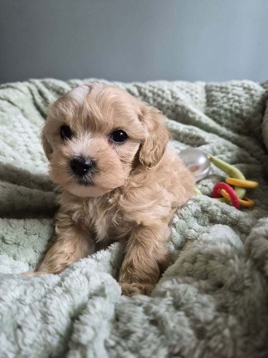 Malutki piesek maltipoo