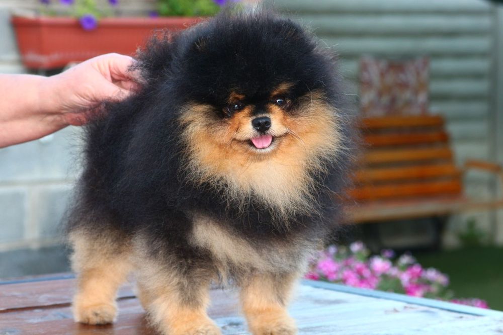 Померанский Шпиц Вязка.