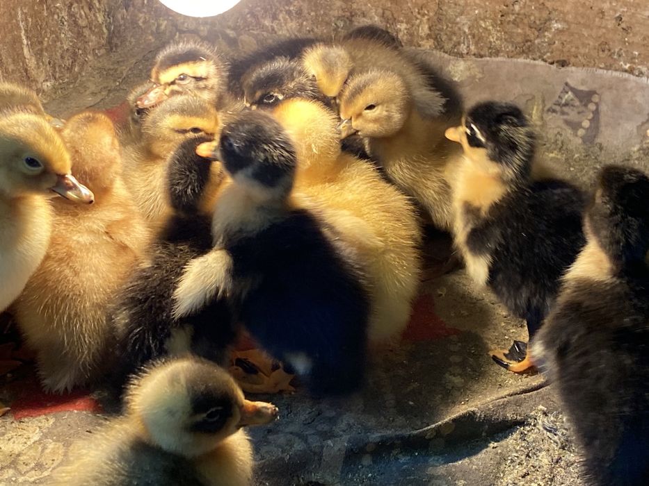 Качки башкирка, фаворит, біла.