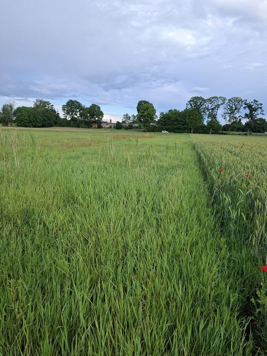 Działka rolna 29 arów  Breń