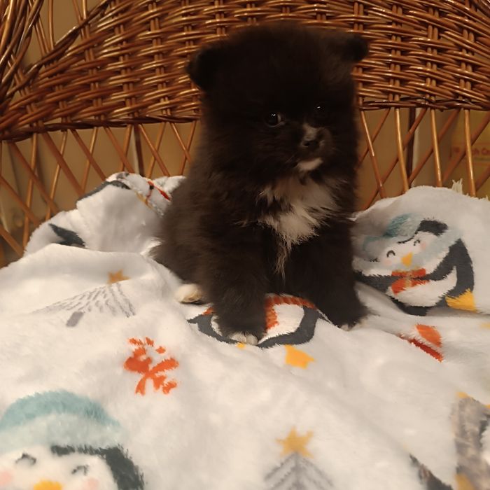 Szpic miniaturowy - suczka