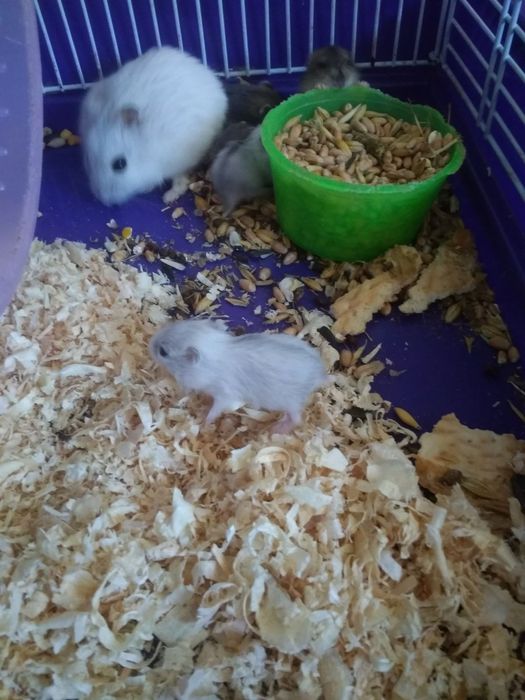 Хомячки Кременчуг