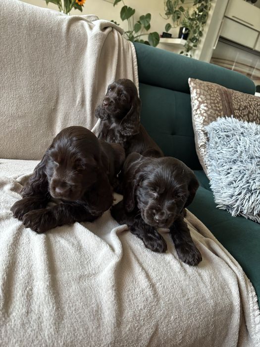Cocker spaniel angielski czekoladowe