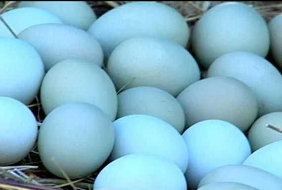 Świeże Jaja lęgowe od kur green shell z wolnego wybiegu