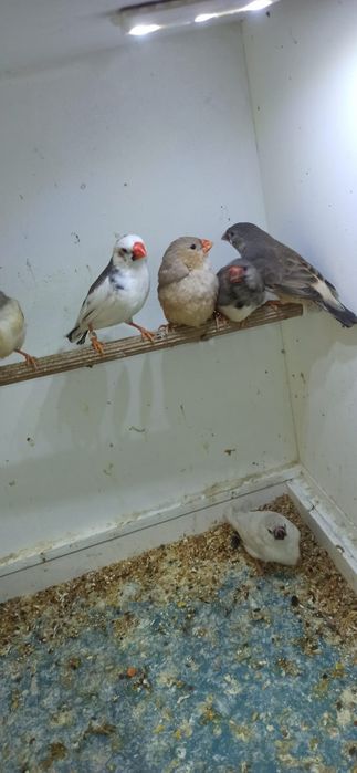 Zeberki obrączkowane