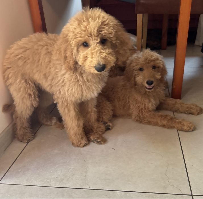 Goldendoodle F1b