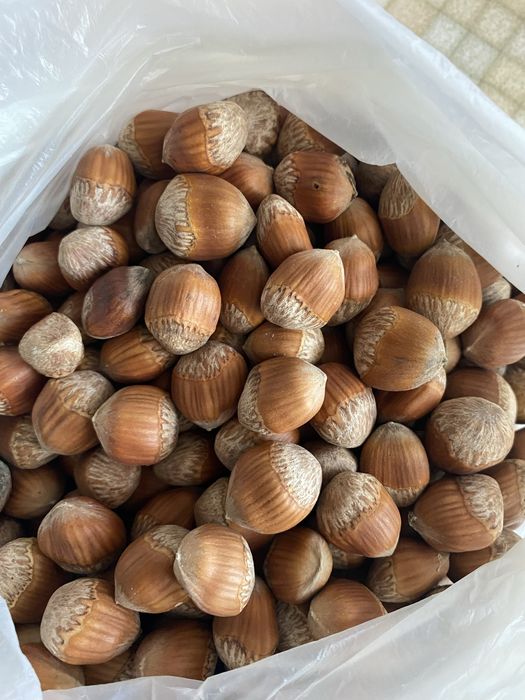 Продам лісовий горіх не очищений