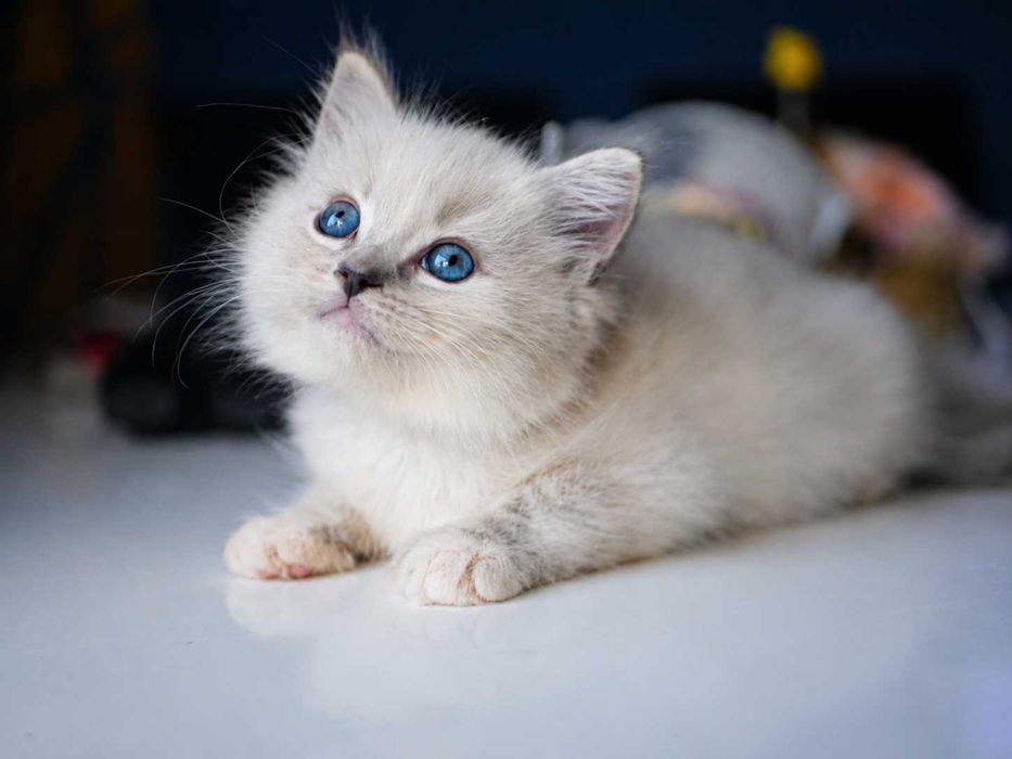 Ragdoll urocza koteczka ,FPL,FIFE