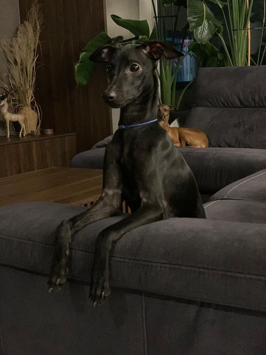 Charcik włoski*samczyk*ChartyJagi (FCI)