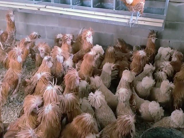 Інкубаційне яйце кур, курчата, Падуан біле золото, срібло.
