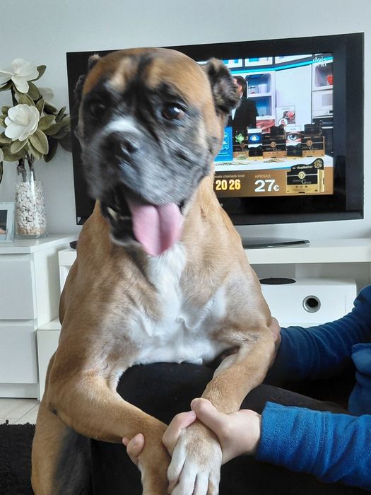 Bessy- cadela de porte médio para adoção (boxer)