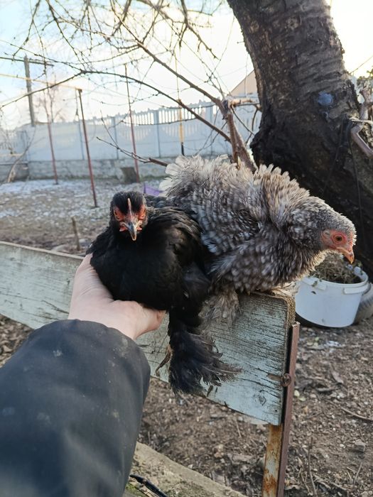 Инкубационное яйцо карликовый кокинхин