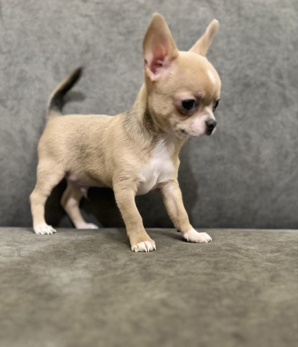 Маленький мальчик