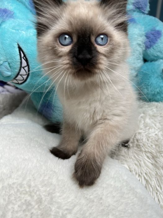 Kotla Ragdoll Zyta
