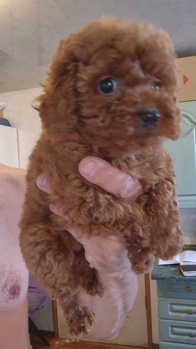 Лапочки тойчики дівчатка красотульки