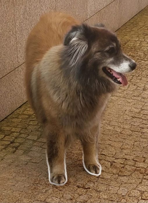Kiara para adoção