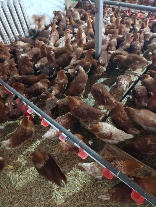 кури несушки та молодки