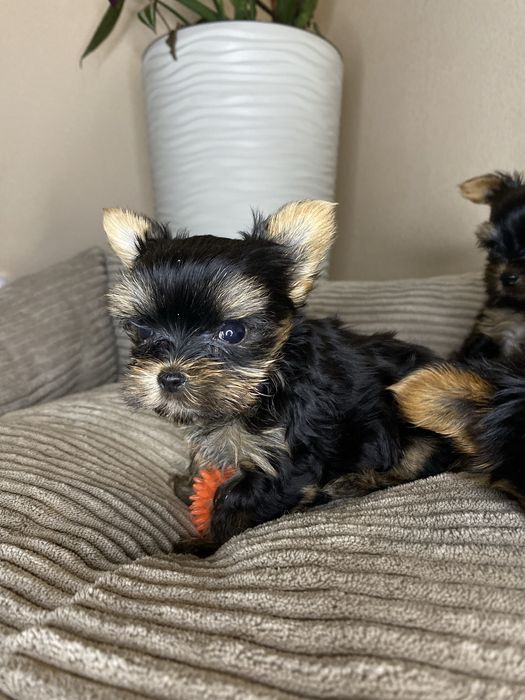 Йорк дівчинка у кішеню