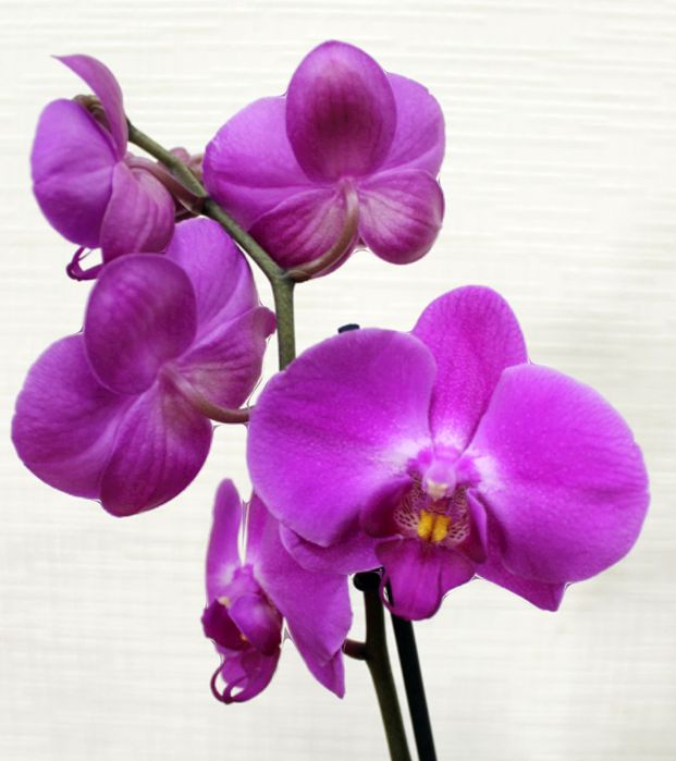 Орхідея дєтка малютка фіолетова
