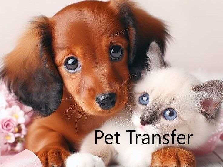 перевезення тварин. Хмельницький. по Україні.