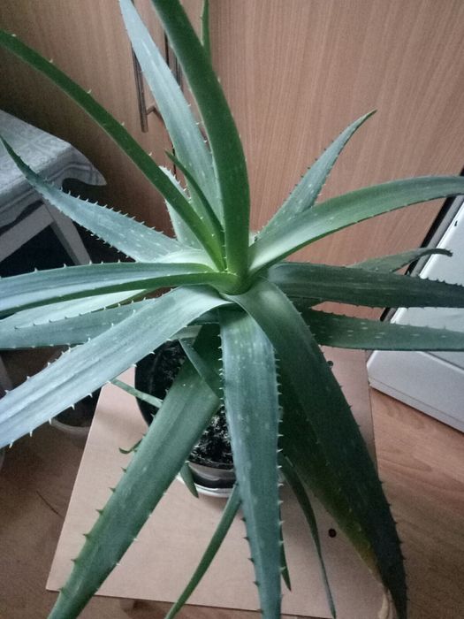 Продам алої 4 і 6 років