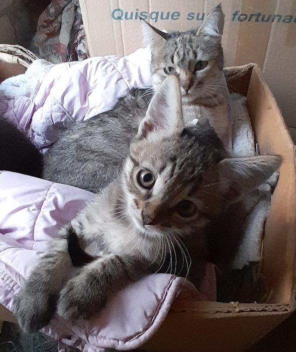 Котята в добрые руки.