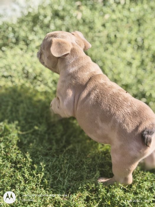 Голубоока дівчинка