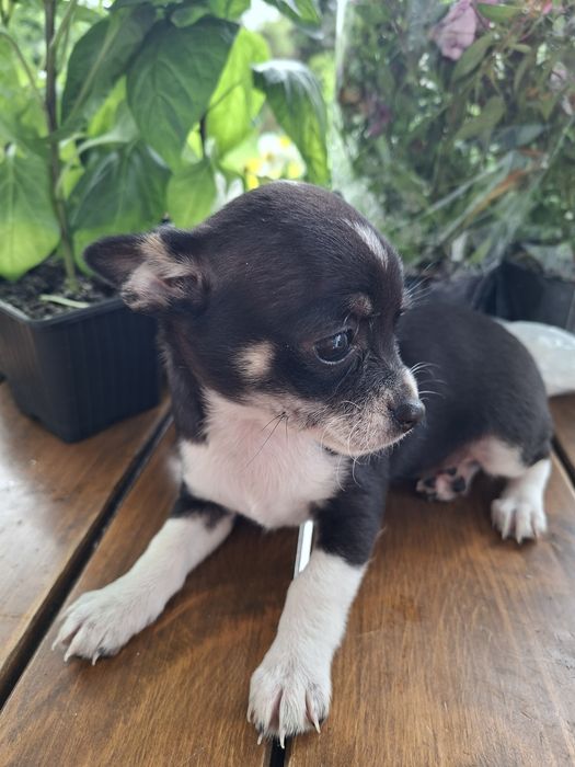 Chihuahua maleńka