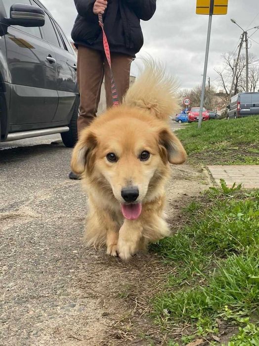 Boguś do adopcji pies Kalisz Wrocław Poznan Łodz